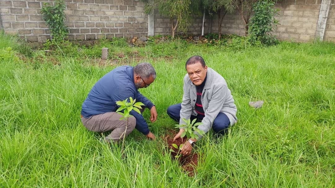 Seedling Planting 1