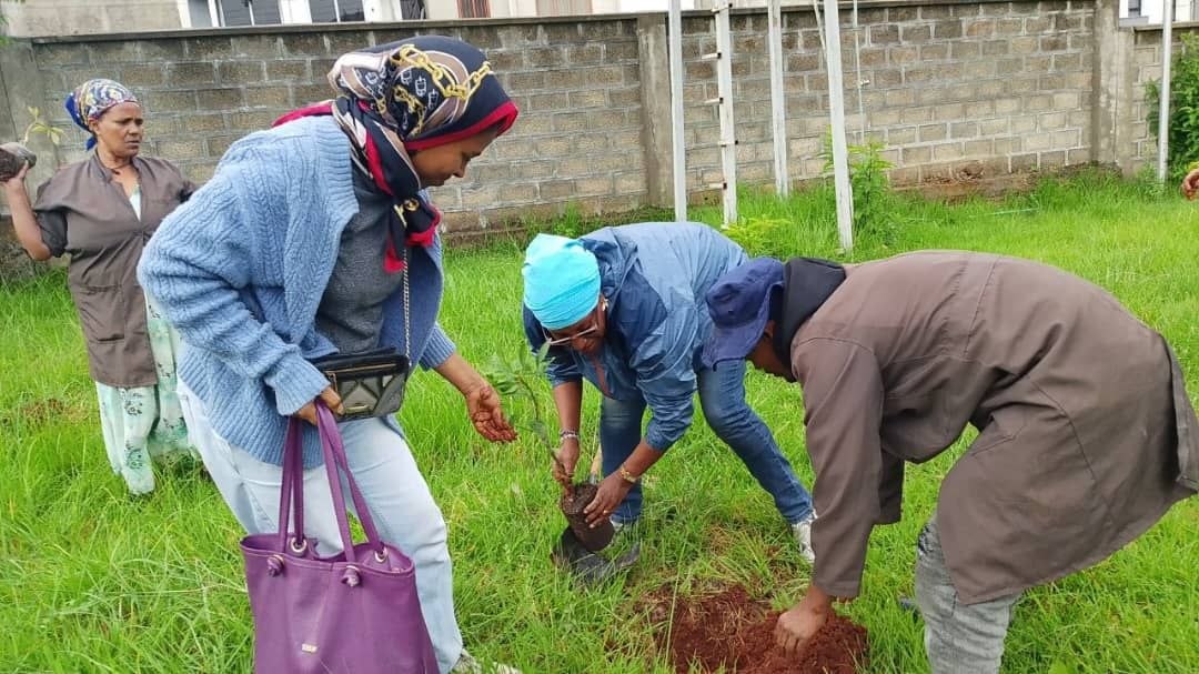 Seedling Planting 3